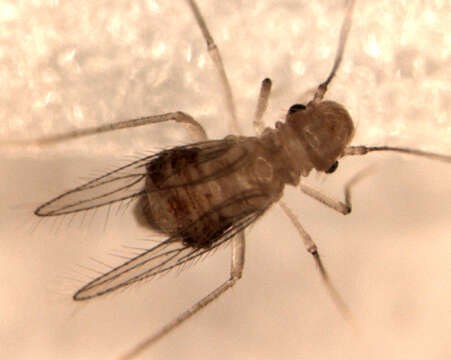 Image of Cave barklouse