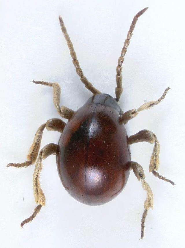 Image of Hump Beetle