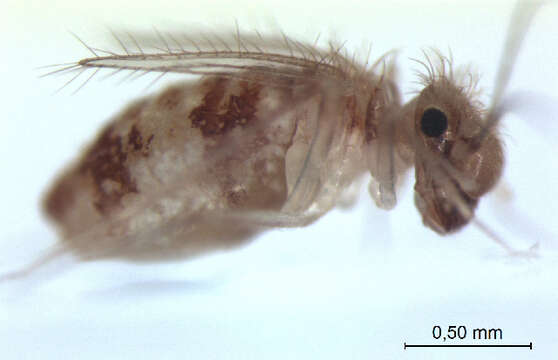 Image of Dorypteryx longipennis Smithers & Courtenay 1991