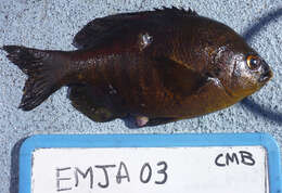 Image of Embiotoca