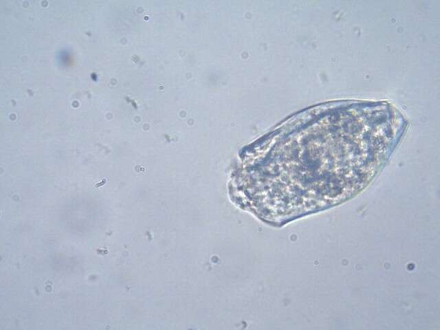 Image of Gnathifera