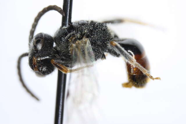 صورة Sphecodes crassus Thomson 1870