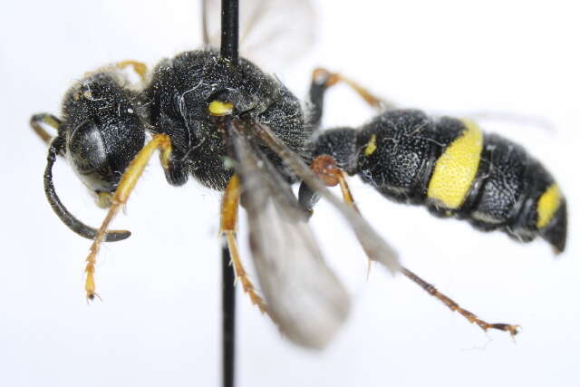 Cerceris rybyensis (Linnaeus 1771) resmi