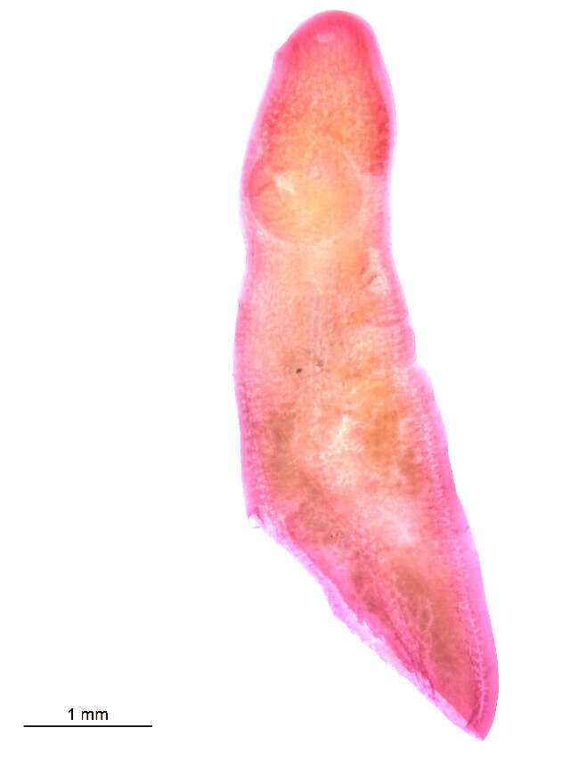 Image of Clinostomum