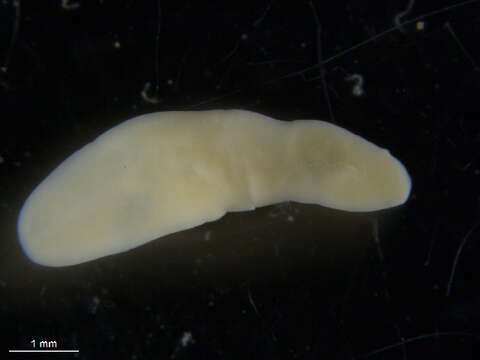 Image of Clinostomum