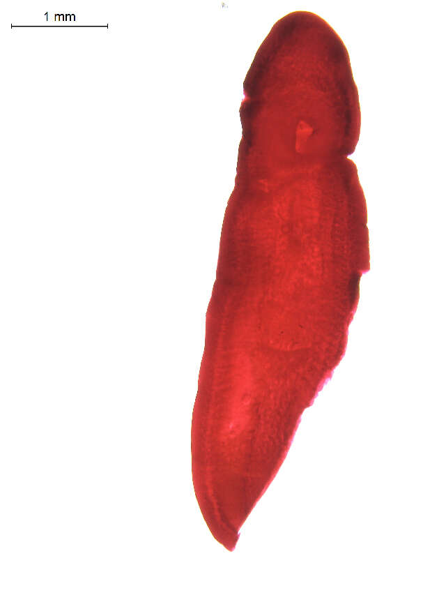 Image of Clinostomum