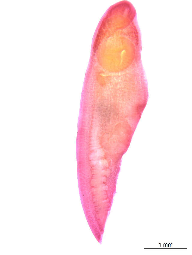 Image of Clinostomum