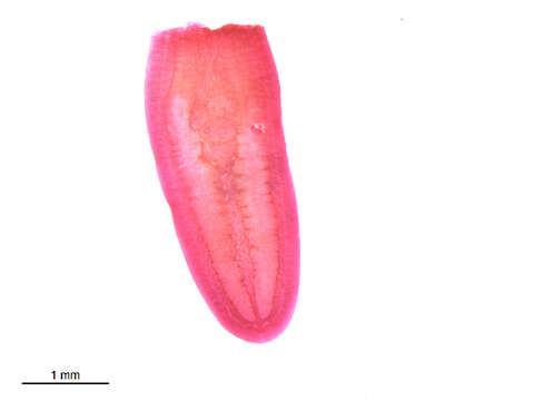 Image of Clinostomum