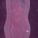 Image of <i>Clinostomum marginatum</i>
