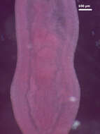 Image of Clinostomum complanatum (Rudolphi 1814) Braun 1899