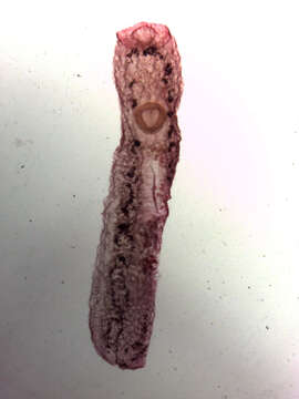 Image of Clinostomum complanatum (Rudolphi 1814) Braun 1899