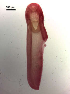 Image of Clinostomum complanatum (Rudolphi 1814) Braun 1899