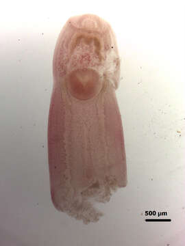 Image of Clinostomum complanatum (Rudolphi 1814) Braun 1899