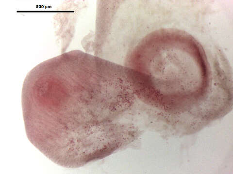 Clinostomum complanatum (Rudolphi 1814) Braun 1899 resmi