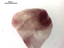 Clinostomum complanatum (Rudolphi 1814) Braun 1899 resmi