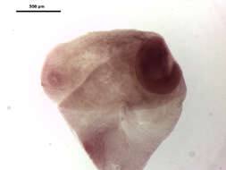 Imagem de Clinostomum complanatum (Rudolphi 1814) Braun 1899