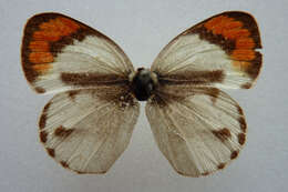 Image of Colotis euippe (Linnaeus 1758)