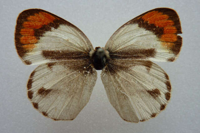 Image of Colotis euippe (Linnaeus 1758)