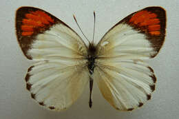 Image of Colotis euippe (Linnaeus 1758)