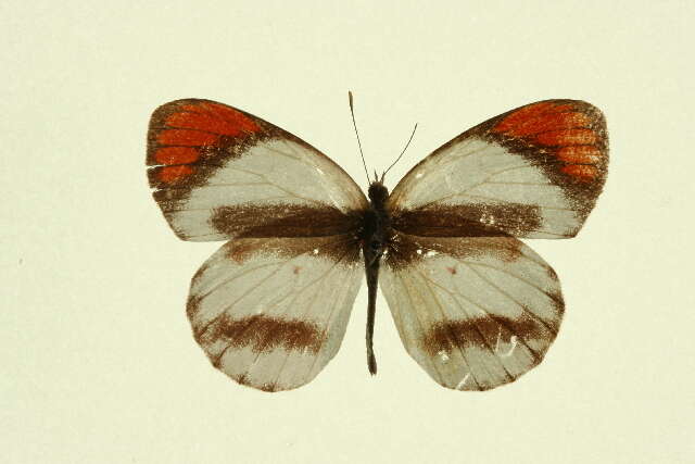 Image of Colotis euippe (Linnaeus 1758)