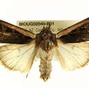 Image of <i>Striacosta albicosta</i>
