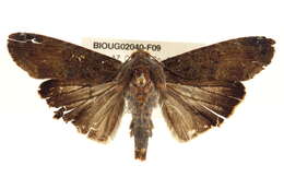 Image of Dypterygiini