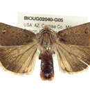 Image of Abagrotis alampeta Franclemont 1967