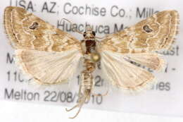 Слика од Hellula rogatalis Hulst 1886