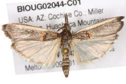 Image of Moth