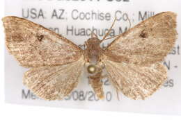 Image of Nychioptera noctuidalis Dyar 1907