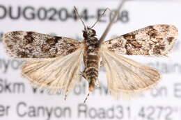 Image of Biota