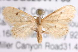 Image de Idaea bonifata Hulst 1887