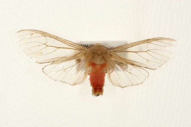 صورة Pseudohemihyalea edwardsii (Packard 1864)