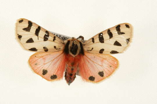 Image of Grammia incorrupta Edwards 1881