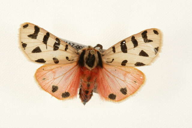 Image of Grammia incorrupta Edwards 1881