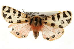 Image of Grammia incorrupta Edwards 1881