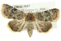 Image of Hemibryomima chryselectra Grote 1880