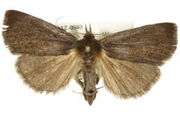 Image of Gabara stygialis Smith 1903