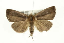 Image of Gabara stygialis Smith 1903