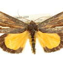 Image of <i>Gerrodes minatea</i>