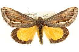 Image of <i>Gerrodes minatea</i>