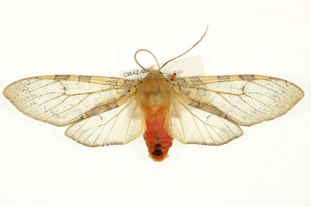 صورة Pseudohemihyalea edwardsii (Packard 1864)