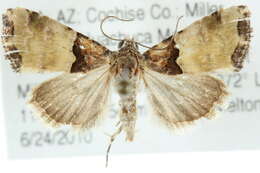 Image of <i>Cobubatha dividua</i>