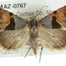 Image of <i>Cobubatha lixiva</i>