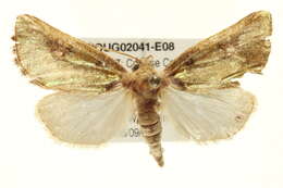Image of Chalcopasta territans H. Edwards 1884