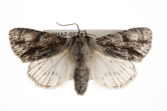 Image of <i>Acronicta atristrigatus</i>