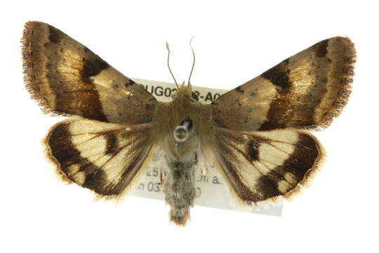 Image of <i>Heliothis phloxiphaga</i>