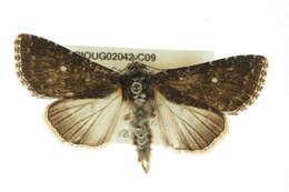 Image of <i>Condica albolabes</i>