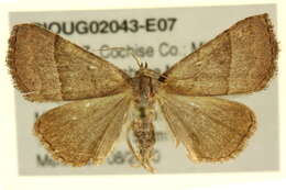 Image of Zelicodes Grote 1896