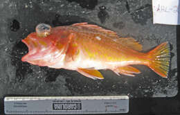 Image of Greenspotted rockfish